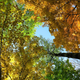 Illustration for article titled 76 Stunning Photos Of Fall Leaves